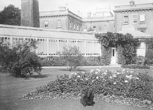 A small corner of the elaborate Denbies Gardens, with the beginning of the run of a quarter mile of glasshouses (Ranmore Archive)