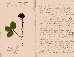 Frank Woodman's notebook 397 Gall on rose bush cropped 96