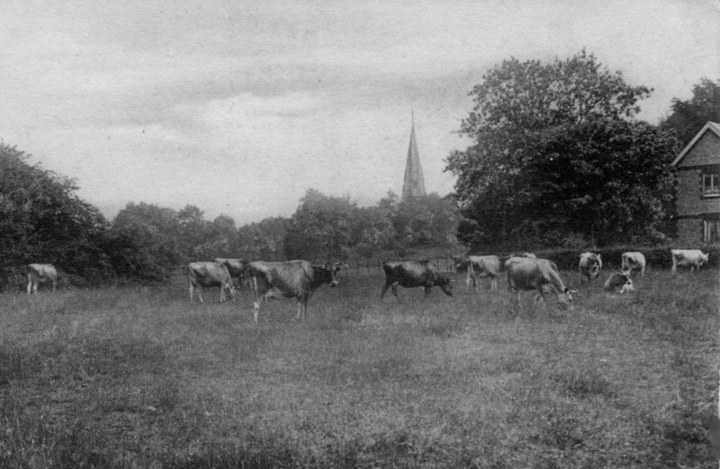 Dairy cows grazing near St Barnabas Church on Ranmore Common, Friths, from the postcard collection of Alison 