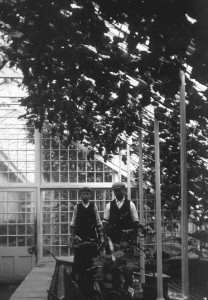 Unnamed garden boy and gardener in the glasshouse, c. 1912 