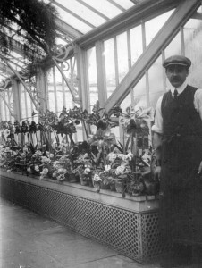 A corner of the vast Denbies glasshouses around 1912, with an unnamed gardener, 