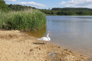 Frensham Great Pond, a noted feature of Ann's home area (Geograph, copyright Alan Hunt)